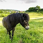 Nengshof Mohnblume Und Kornblume Apartmán Wißmannsdorf