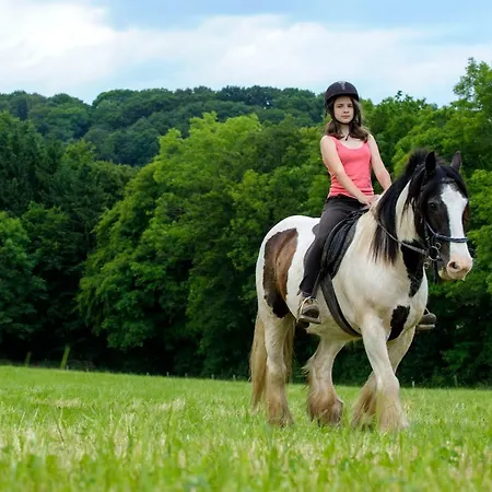 Nengshof Mohnblume Und Kornblume *