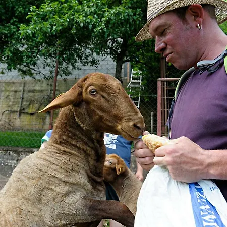 Nengshof Mohnblume Und Kornblume