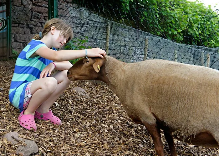 Nengshof Mohnblume Und Kornblume *