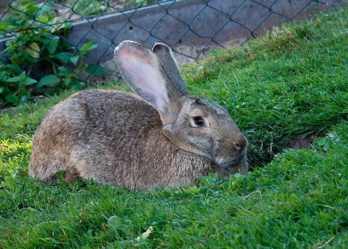 Nengshof Mohnblume Und Kornblume דירה