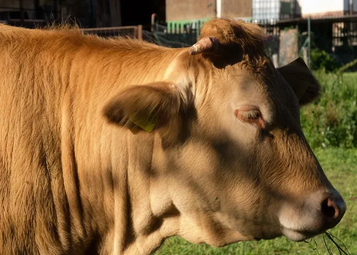 דירה Nengshof Mohnblume Und Kornblume *