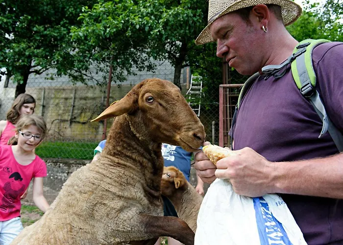 Nengshof Mohnblume Und Kornblume