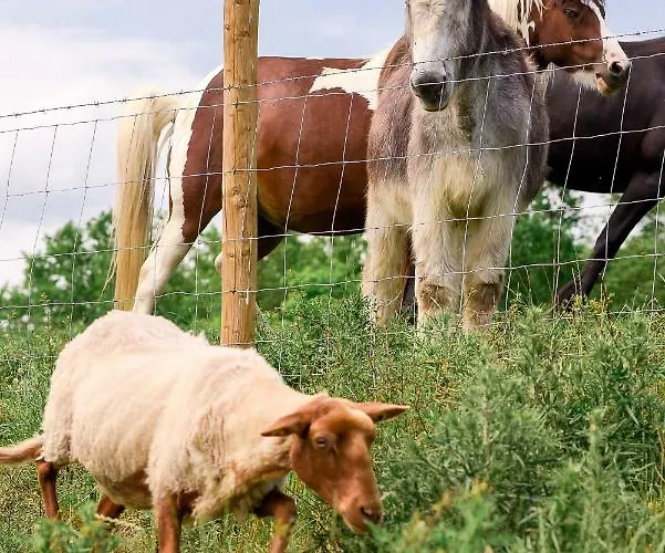 Nengshof Mohnblume Und Kornblume דירה